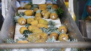 Piña de Panamá será exportada a Quebec.