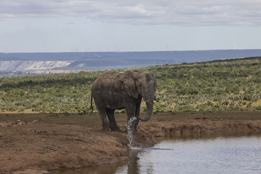 Zoológico nacional de Sudáfrica libera a su último elefante.