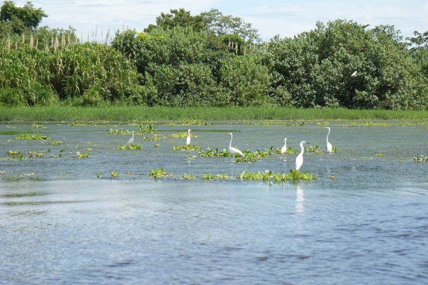 En Panamá, los manglares forman parte de seis sitios Ramsar humedales reconocidos internacionalmente por ser refugio de especies en peligro y que son prioritarias en el proceso migratorio que estas realizan anualmente. En Panamá, los manglares forman parte de seis sitios Ramsar humedales reconocidos internacionalmente por ser refugio de especies en peligro y que son prioritarias en el proceso migratorio que estas realizan anualmente.