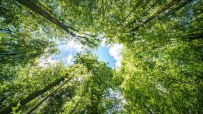 Panamá vive una crisis ambiental con la pérdida del 4% de sus bosques en 2 años