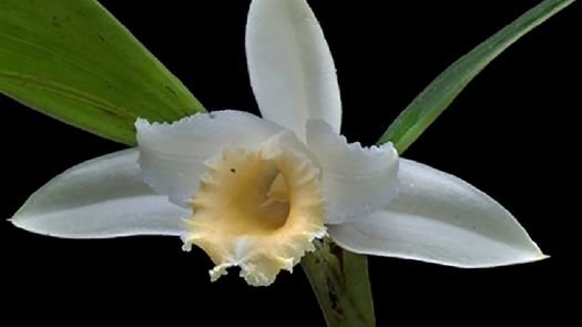 La orquídea descubierta por la Unachi fue encontrada en el Bosque Protector Palo Seco en el área de la reserva forestal de Fortuna.