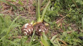 ¿Sabes qué es el Dazen?