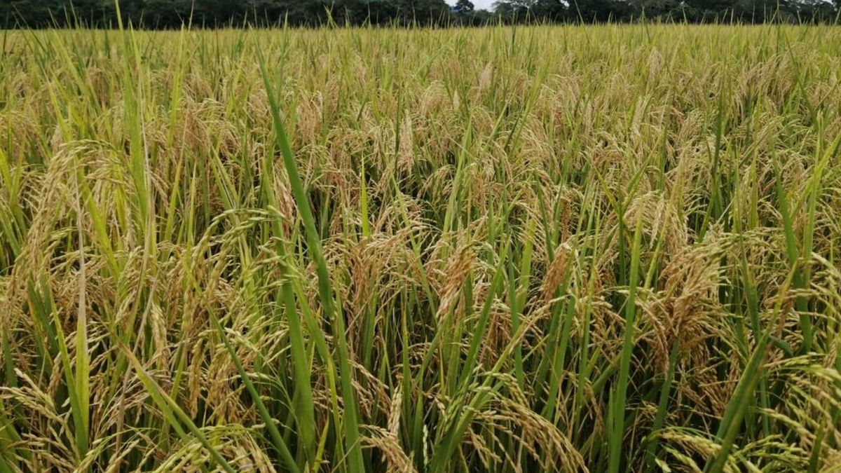 MIDA reporta 83,496.40 hectáreas de arroz sembradas