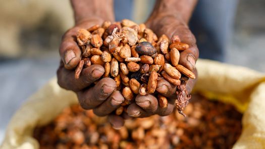Panamá avanza en su aspiración de convertirse en productor mundial de cacao