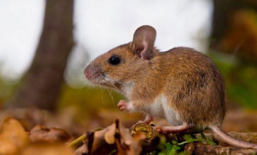 Minsa redobla vigilancia tras registrarse dos nuevos casos de Hantavirus en Tonosí