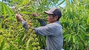 Finca impulsa la clonación de café robusta para mejorar producción