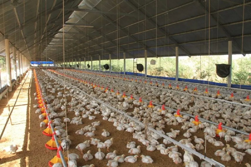 La Dirección Nacional de Salud Animal (Dinasa) del Ministerio de Desarrollo Agropecuario (MIDA) declaró alerta sanitaria tras detectarse el primer caso de Influenza Aviar H5N1 o gripe aviar en un ave silvestre.