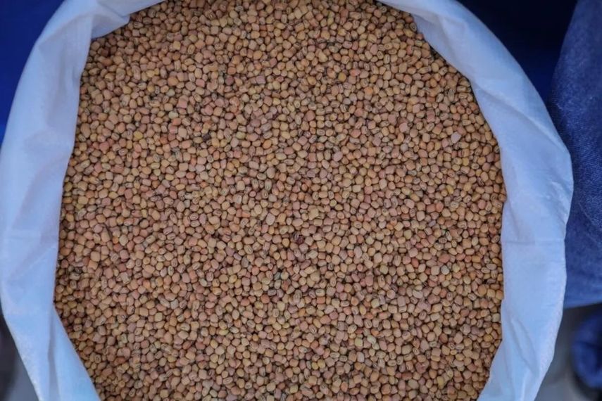 El director de IMA indicó que los frijoles de primera son utilizados para el plan Panamá solidario