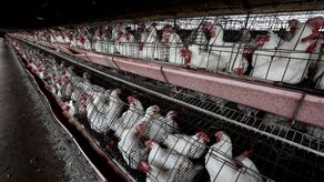 Panamá declara Estado de Emergencia Nacional por casos de influenza aviar