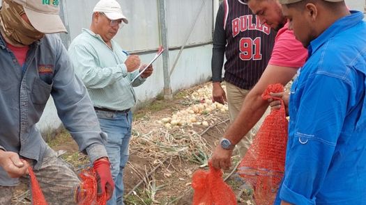 La cebolla es uno de los rubros estratégicos producidos en Tierras Altas, provincia de Chiriquí.