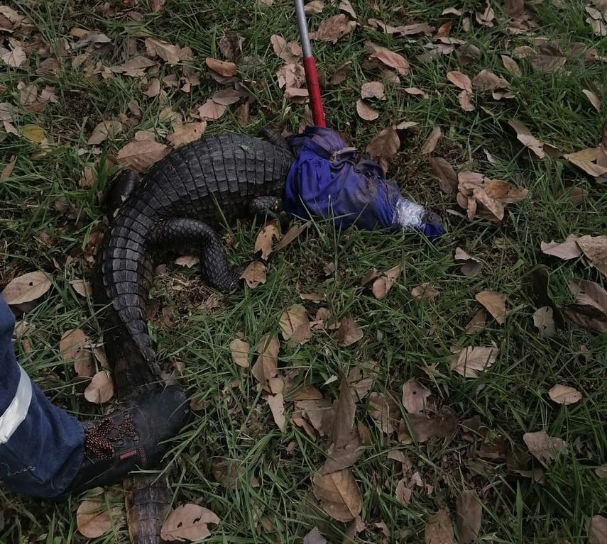 Guardaparques del Área Protegida Manglares de la Bahía de Chame y del Parque Nacional y Reserva Biológica Altos de Campana atienden diversos reportes ciudadanos de animales silvestres en la provincia de Panamá Oeste, informó hoy el Ministerio de Ambiente (MiAmbiente).