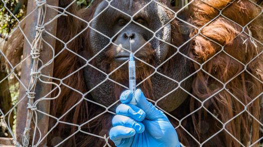Chile comienza a vacunar a animales contra covid-19