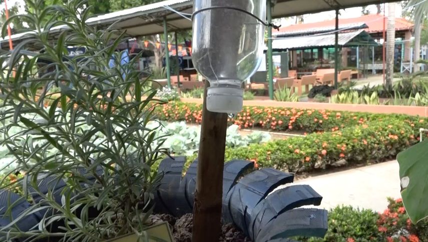 El IDIAP mostró siembros de yuca