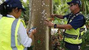 Este proyecto permitirá que el público conozca, de manera dinámica e interactiva, las diversas especies de árboles presentes en el área que abarca 10.7 hectáreas de terreno, mediante letreros informativos y códigos QR que se implementarán en la siguiente etapa del proyecto.&nbsp;