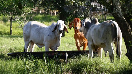 Panamá apuesta por la genética bovina argentina para transformar su agro