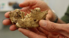 Descubren en Israel una nueva especie de hombre prehistórico