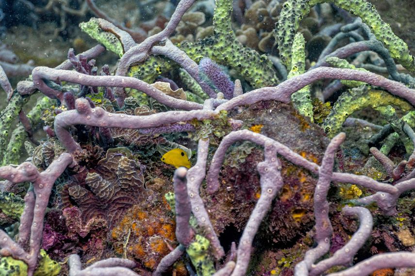 Panamá destaca riqueza de arrecifes en el Caribe y refuerza su conservación Panamá destaca riqueza de arrecifes en el Caribe y refuerza su conservación
