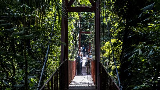 El cambio climático disipa el bosque nuboso de Monteverde en Costa Rica