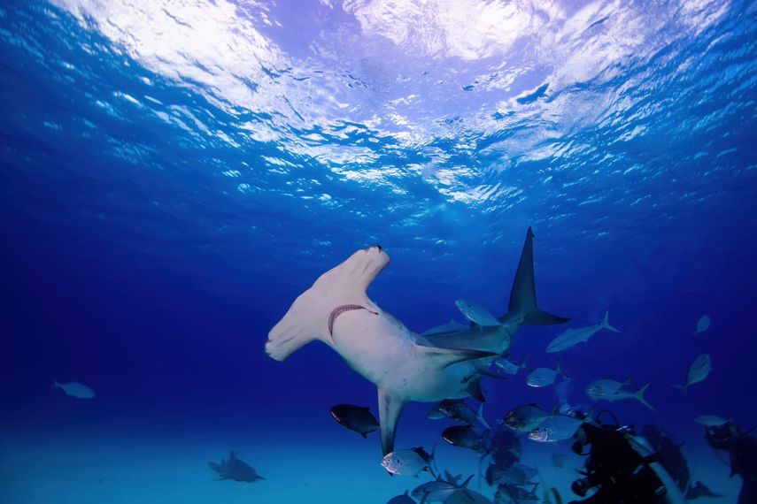 El Ministerio de Ambiente (MiAMBIENTE) informó que