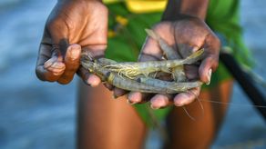 ARAP: Culmina el primer periodo de la veda de camarón 2023