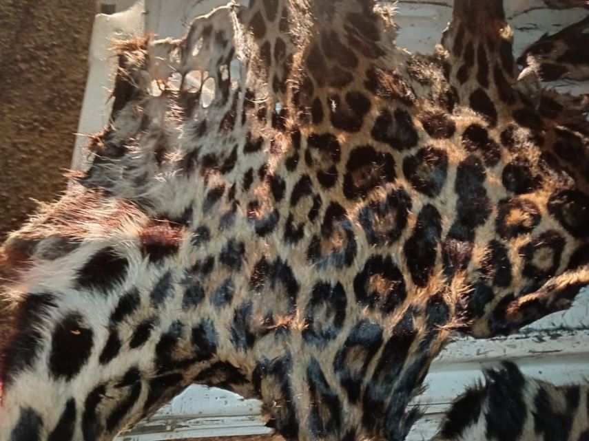 MiAmbiente realiza investigación tras hallazgo de restos de piel de jaguar en La Chorrera