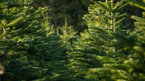 Llegada de 38 mil arbolitos de Navidad dinamiza la actividad económica de fin de año en Panamá