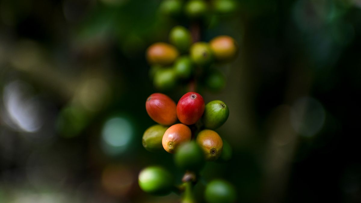 Café: un sustento vital para 25 millones de latinoamericanos, pero con desafíos crecientes