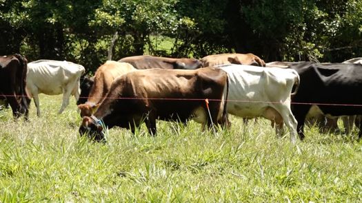 Ganaderos del distrito de Bugaba se muestran preocupados ante el aumento de hurtos en sus fincas, además de que en muchos de los casos la carne de vaca es comercializada posteriormente.