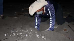Liberan más de 29 mil neonatos de tortugas marinas en Playa La Barqueta