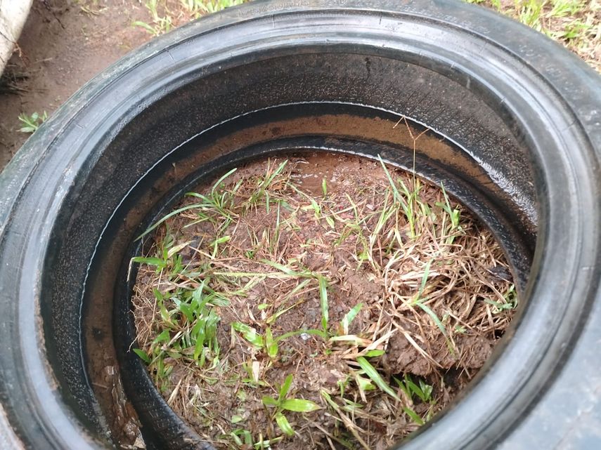 Minsa reporta que hasta la fecha 335 pacientes han requerido tratamiento intrahospitalario por dengue. Minsa reporta que hasta la fecha 335 pacientes han requerido tratamiento intrahospitalario por dengue.