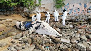 MiAmbiente investiga muerte de ballena hallada en San Felipe