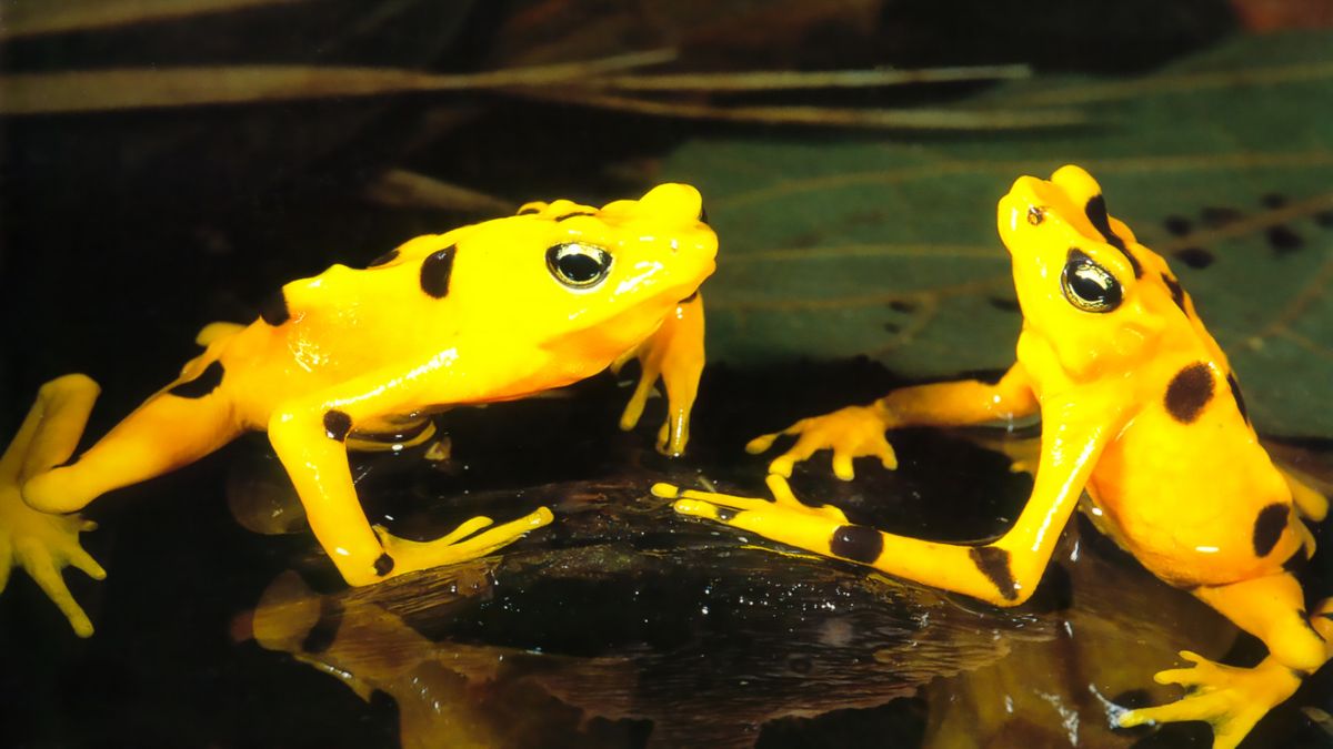 Rana Dorada y el reto por proteger este símbolo natural en Panamá