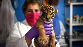 Bautizan a tigre como COVID para dar esperanza ante la pandemia en México