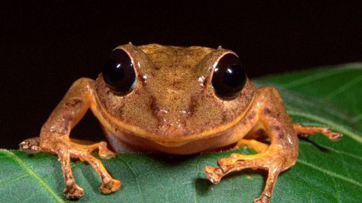 Panamá: Nueva especie de rana es nombrada Greta Thunberg