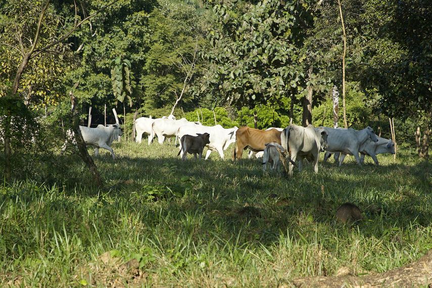 MIDA: gobiernos anteriores fueron indiferentes con el agro