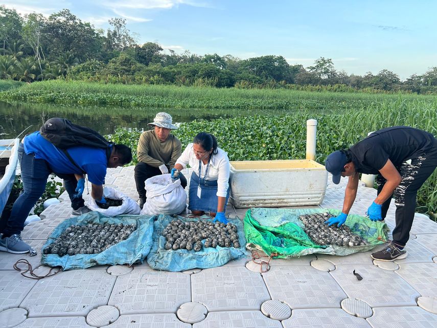 Decomisan centenares de huevos de tortuga baula, especie en peligro de extinción