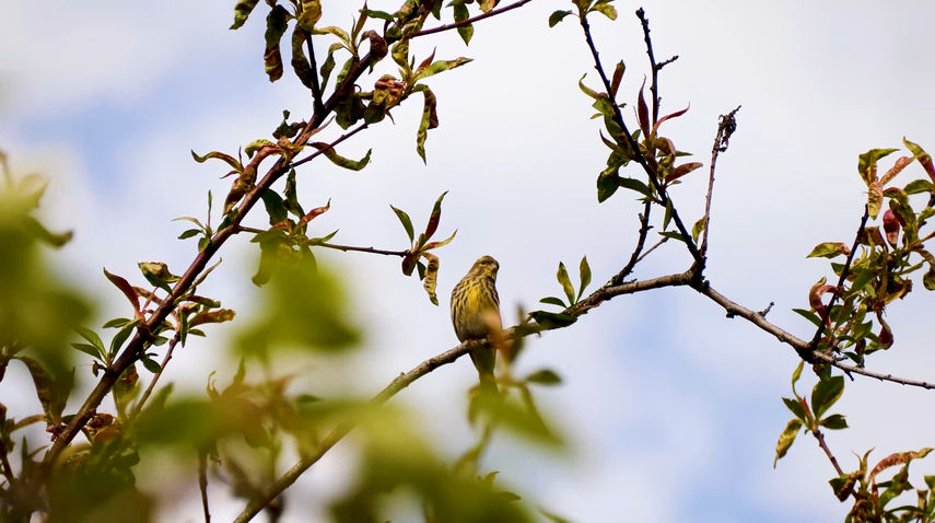 Panamá y el avistamiento de aves ¿Cómo podemos aprovecharlo? Panamá y el avistamiento de aves ¿Cómo podemos aprovecharlo?