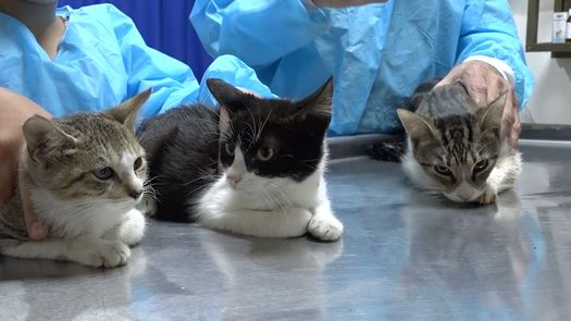 El veterinario Ricardo Moreno realiza esterilizaciones periódicas en su consultorio de gatos que son sacados de las calles a fin de evitar la sobrepoblación de gatos en David.