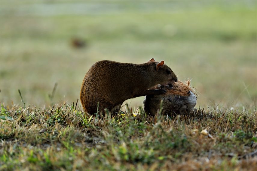Panamá es hogar de especies endémicas, es decir, que no se encuentran en ningún otro lugar del mundo. Panamá es hogar de especies endémicas, es decir, que no se encuentran en ningún otro lugar del mundo.
