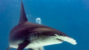 Panamá propondrá inclusión de 19 especies de tiburones en peligro de extinción en listado de la CITES