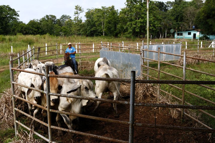 Panamá refuerza la lucha contra el gusano barrenador con el apoyo de EE.UU. y el IICA