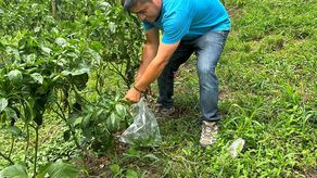 MIDA atenderá quejas de productores por plagas en tomates y pimentones