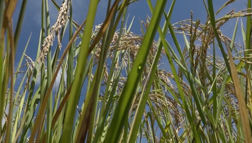 Las parcelas de arroz demostrativas están en la Facultad de Ciencias Agropecuarias de la Universidad de Panamá en Chiriquí.