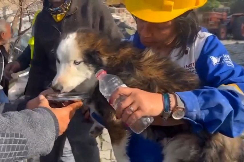 Rescatan a perro en Turquía tres semanas después del sismo