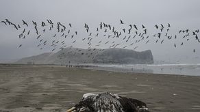 Más de 22.000 aves marinas mueren por influenza aviar en Perú