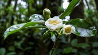 Una investigación liderada por científicos de la Universidad de Panamá permitió identificar y describir formalmente tres nuevas especies de árboles del género Scottmoria, encontradas en bosques nubosos tropicales de Veraguas y Darién. Una investigación liderada por científicos de la Universidad de Panamá permitió identificar y describir formalmente tres nuevas especies de árboles del género Scottmoria, encontradas en bosques nubosos tropicales de Veraguas y Darién.