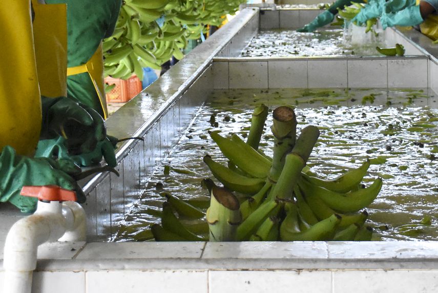 Chiquita retomará exportaciones de banano en diciembre próximo, según MICI