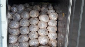 Panamá incrementa exportaciones de plátano hacia EE.UU.