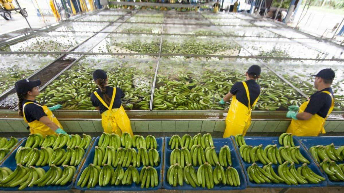 Chiquita abre ferias de reclutamiento en Changuinola con más de 5,000 vacantes disponibles Chiquita abre ferias de reclutamiento en Changuinola con más de 5,000 vacantes disponibles