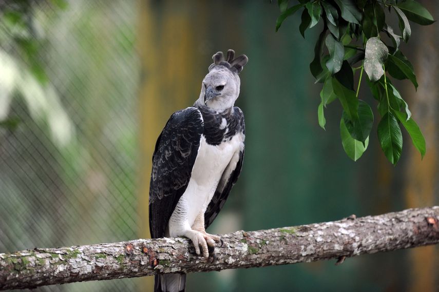 Panamá celebra este 10 de abril el Día del Águila Harpía